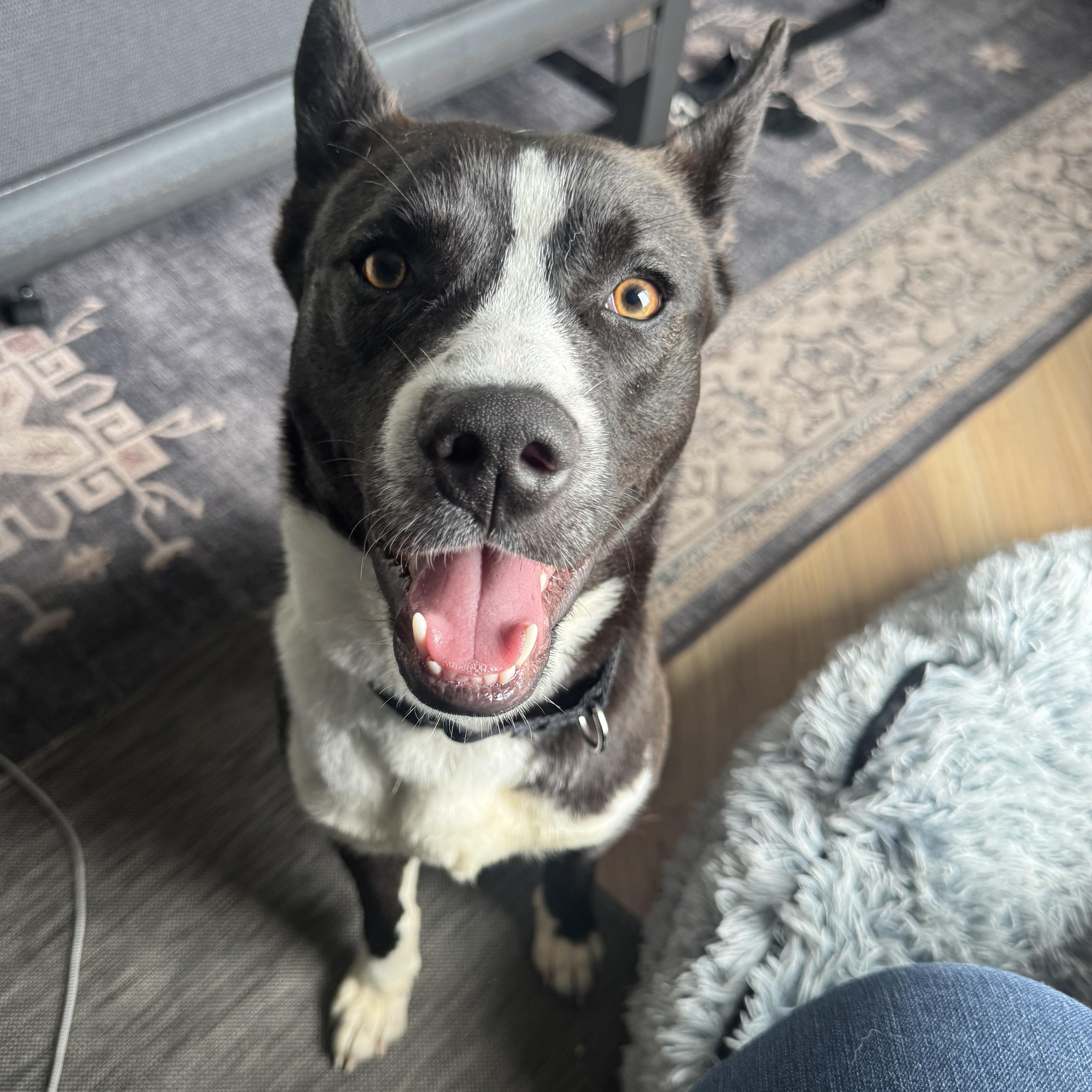 Enlarge Ebony, an adopted mixed breed in Chicago, IL image 2/6