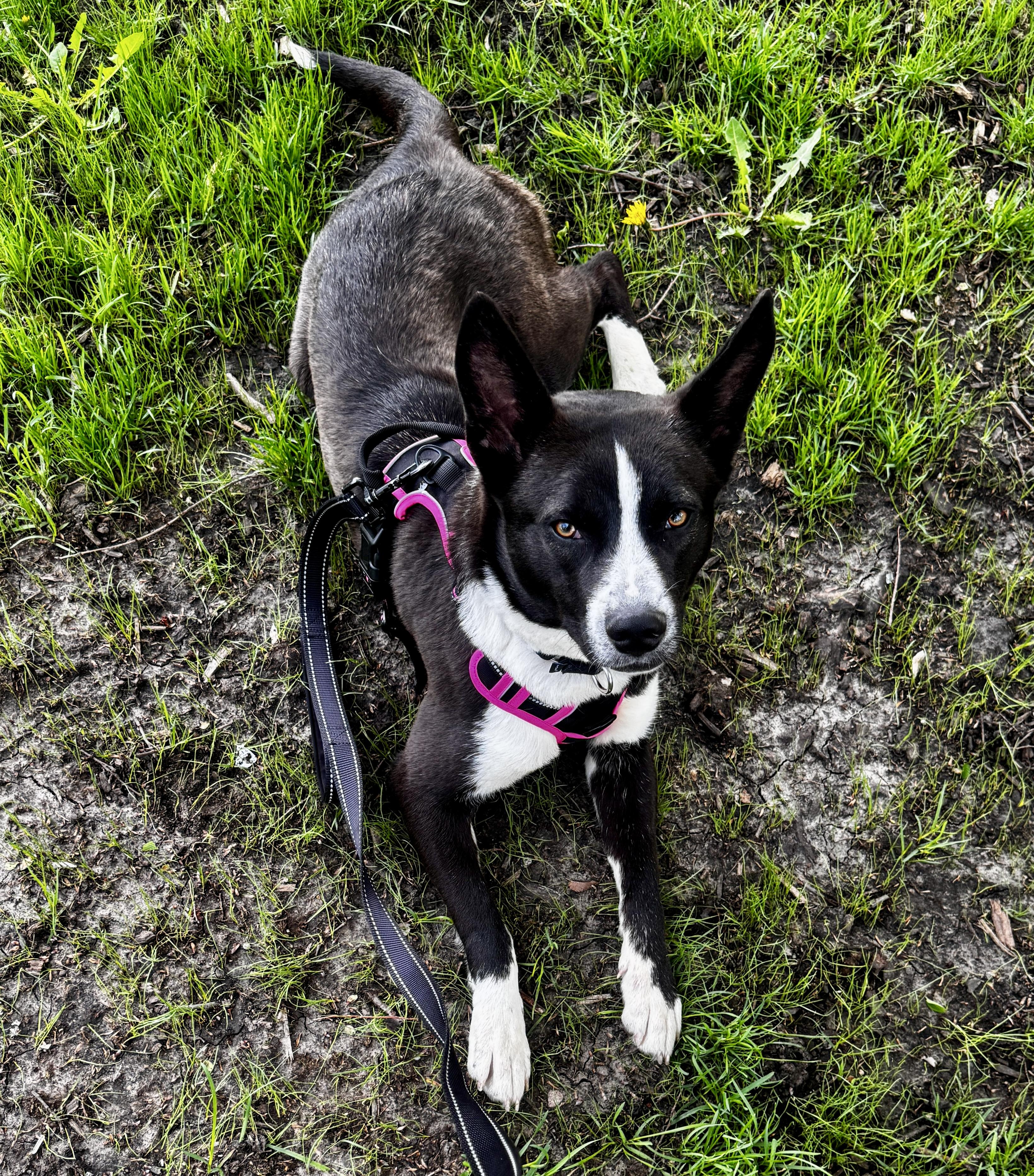 Enlarge Ebony, an adopted mixed breed in Chicago, IL image 5/6