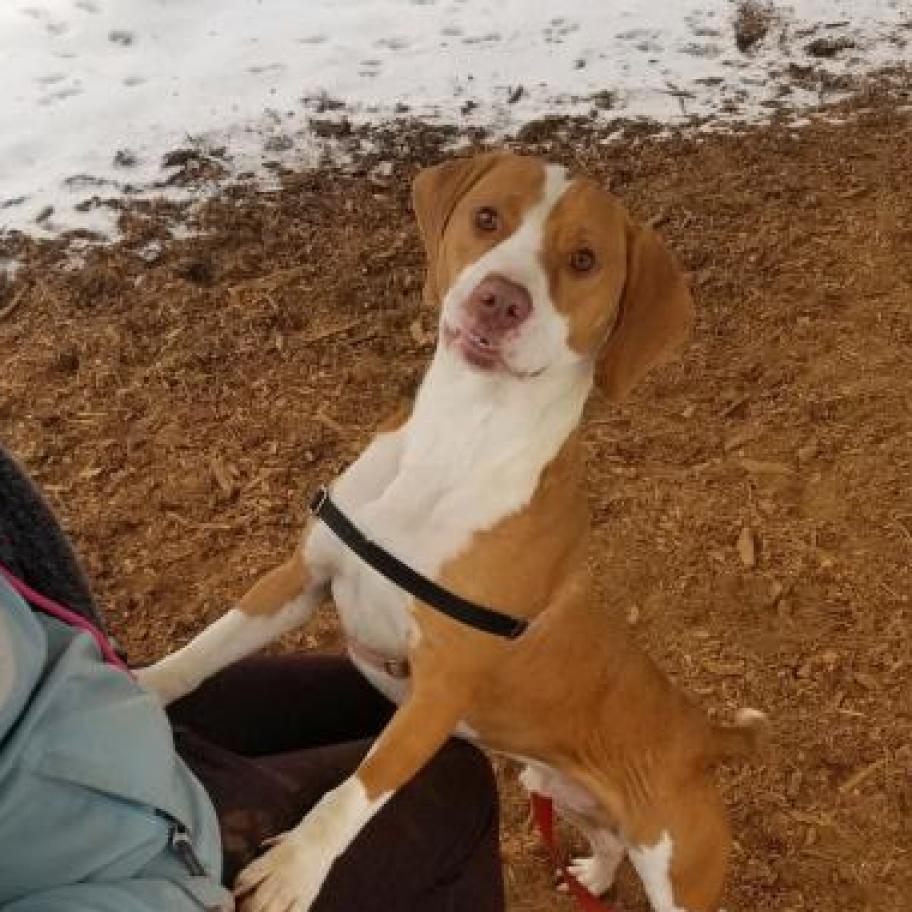 Ozzy, Adoptable, Senior Male Treeing Walker Coonhound & Mixed Breed.