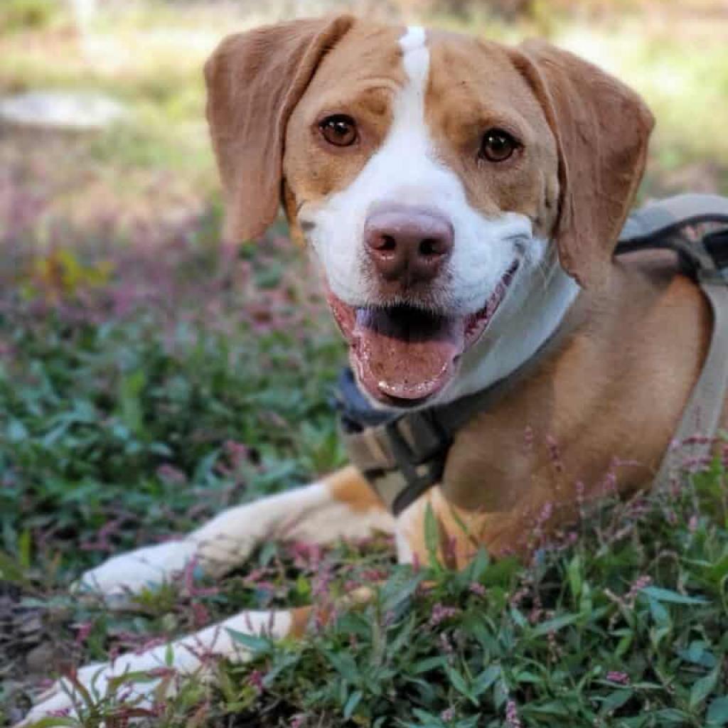 Ozzy, a Adoptable mixed breed in Aldie, VA image 2/5