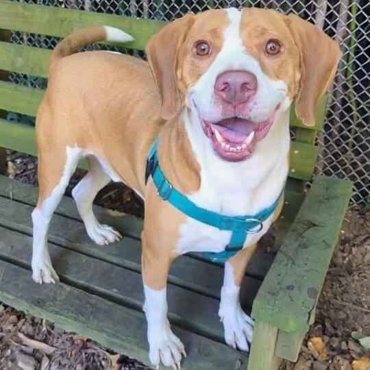 Enlarge Ozzy, a Adoptable mixed breed in Aldie, VA image 5/6