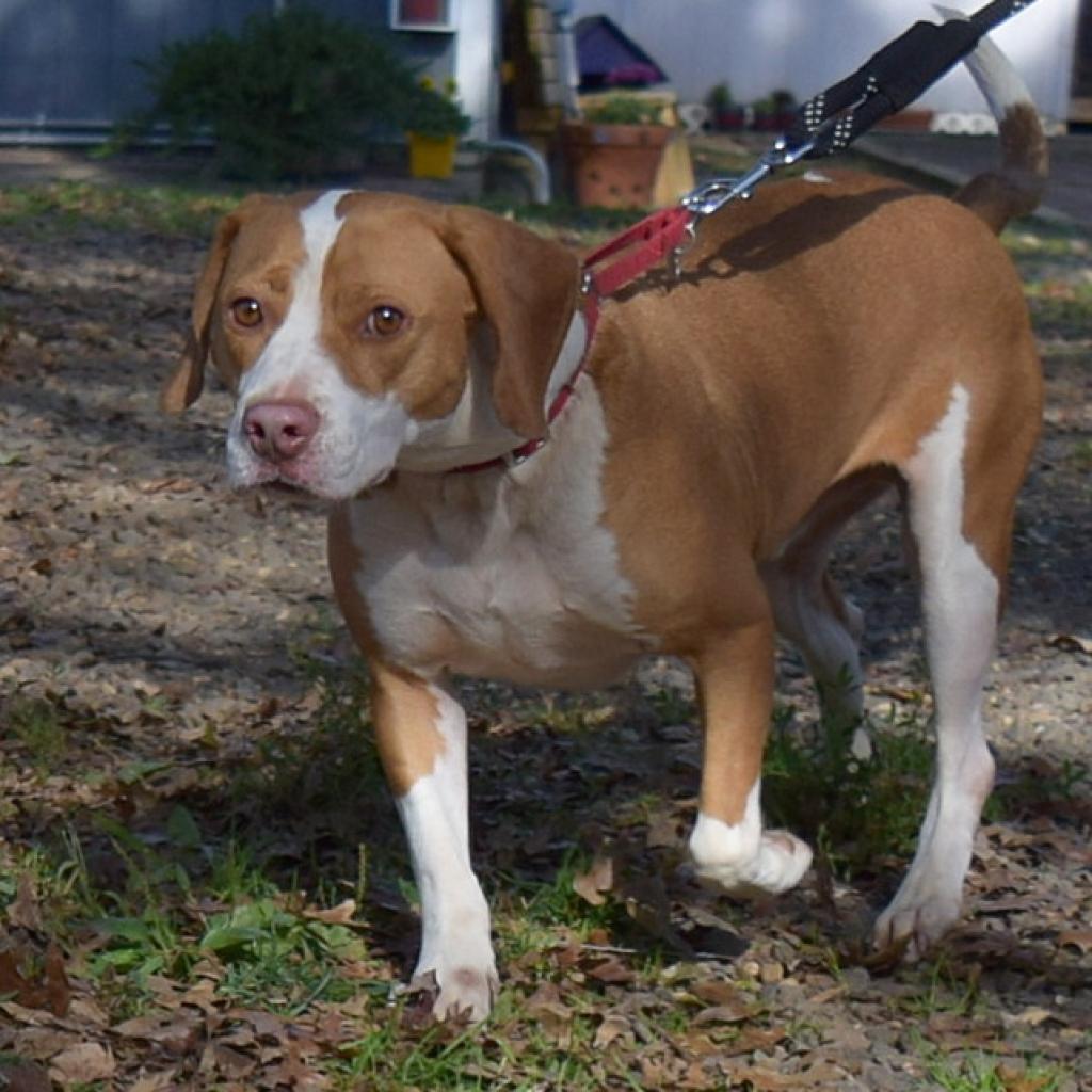 Ozzy, a Adoptable mixed breed in Aldie, VA image 3/5