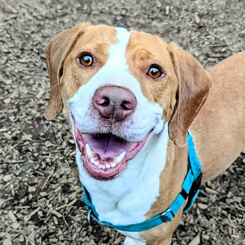 Ozzy, a Adoptable mixed breed in Aldie, VA image 4/5