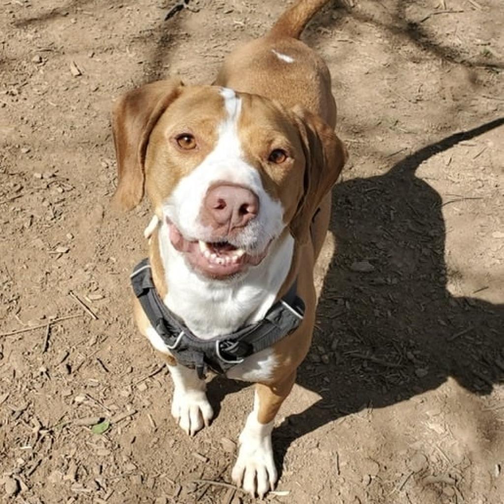 Ozzy, a Adoptable mixed breed in Aldie, VA image 5/5