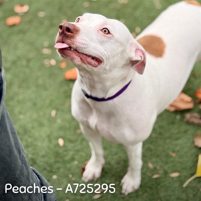 Enlarge PEACHES, a Adoptable Pit Bull Terrier in Sacramento, CA image 1/1