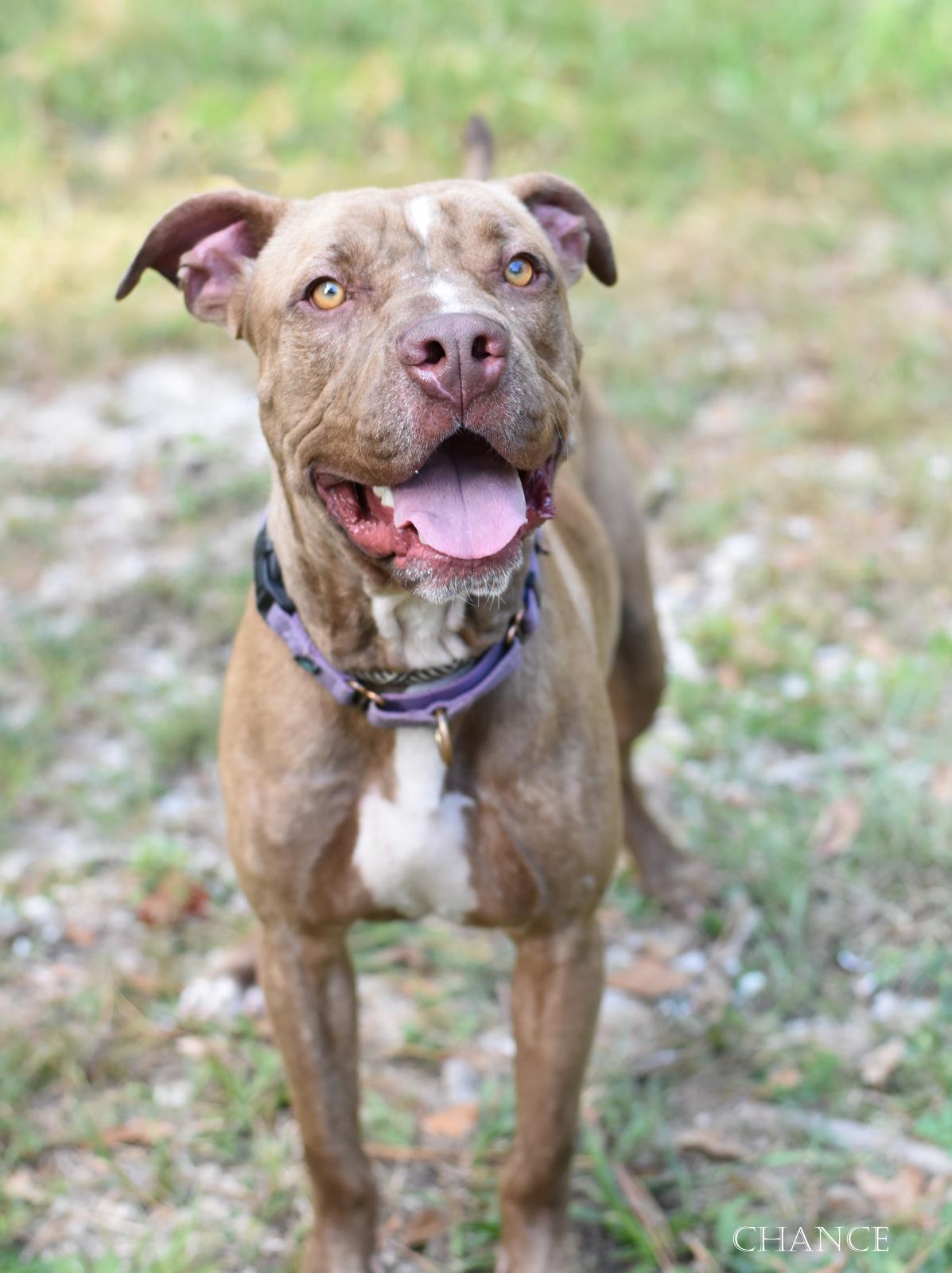 Enlarge Chance, a Adoptable mixed breed in Nashville, TN image 3/6