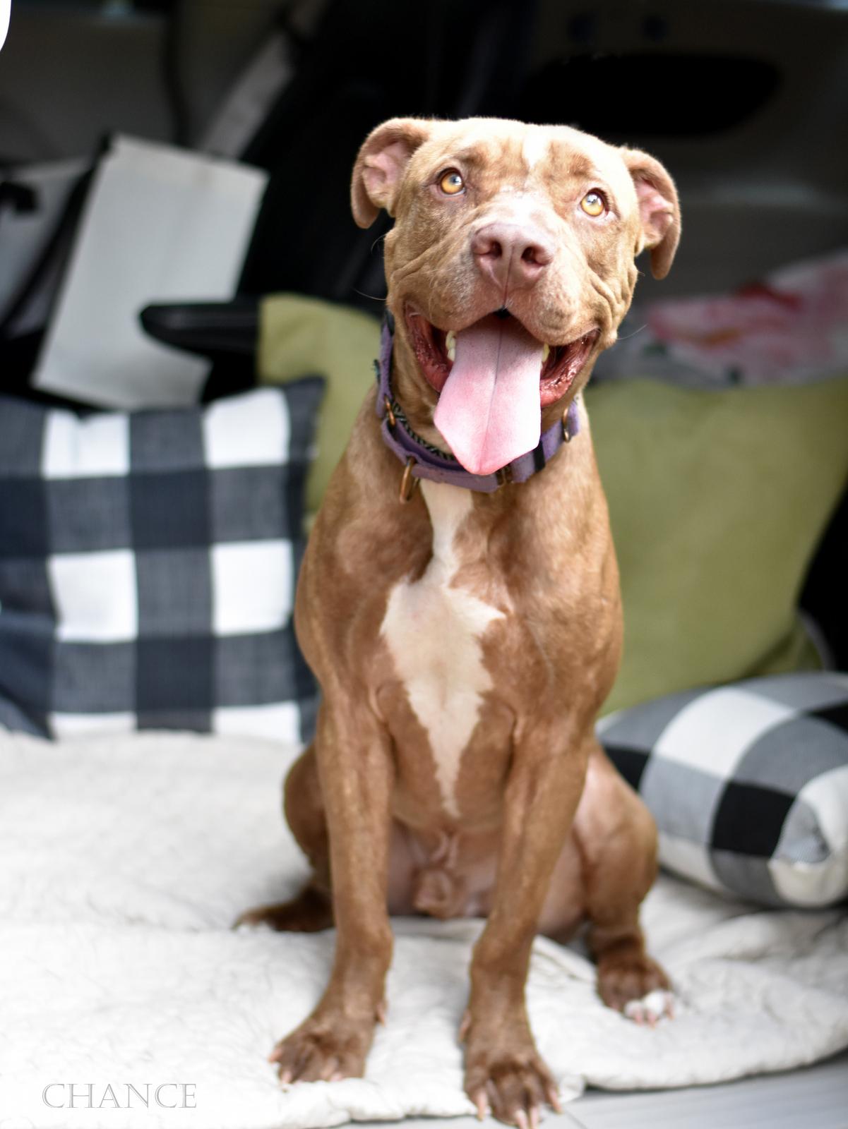 Enlarge Chance, a Adoptable mixed breed in Nashville, TN image 1/6