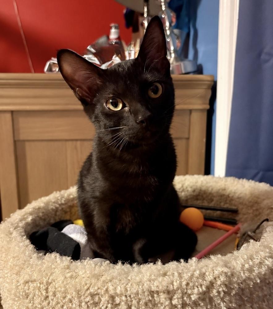 Deputy, Adoptable, Kitten Male Domestic Short Hair.