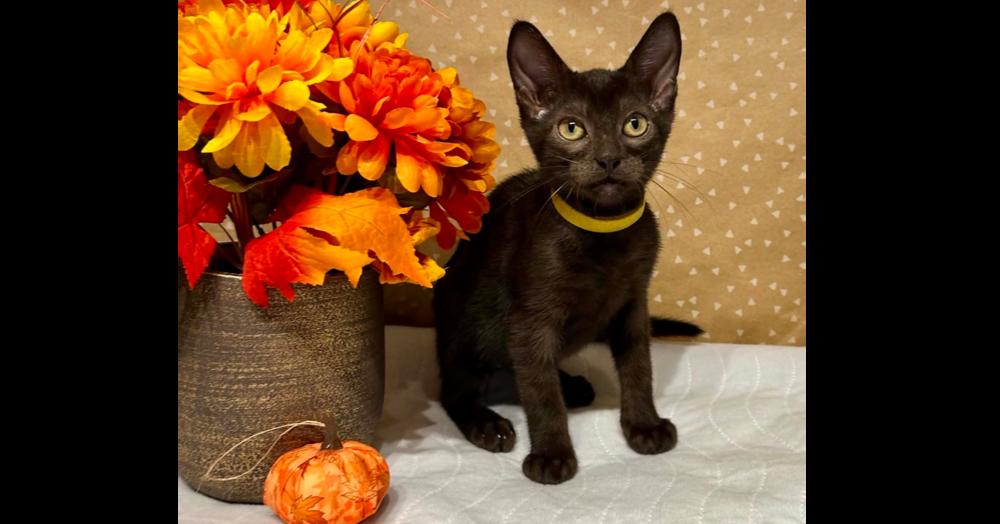 Enlarge Deputy, a Adoptable mixed breed in Groveland, MA image 2/5