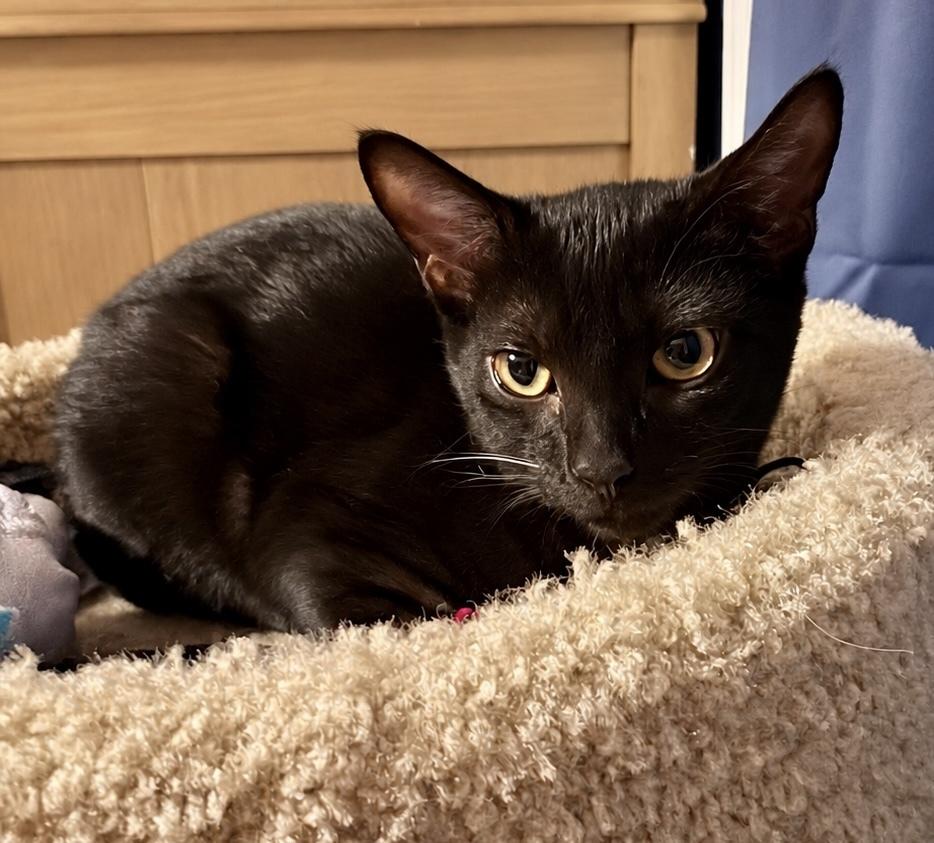 Enlarge Deputy, a Adoptable mixed breed in Groveland, MA image 4/5