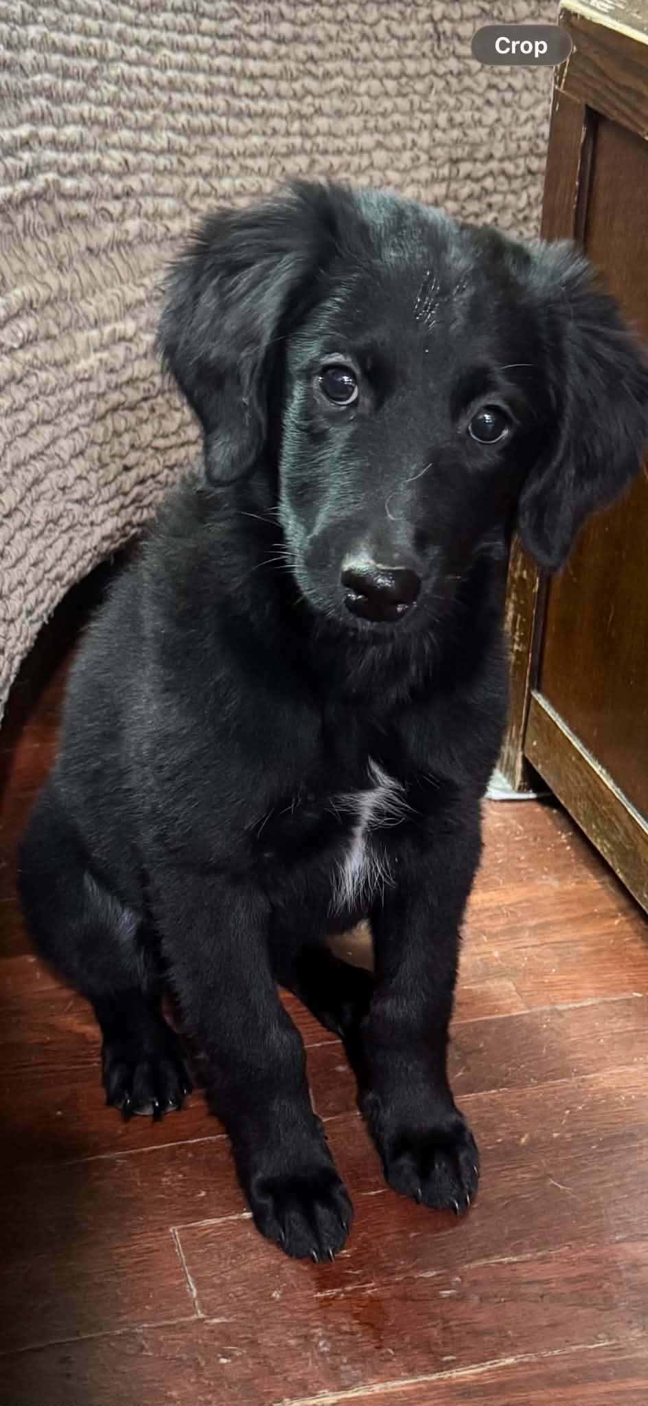 Enlarge Riva, a Adoptable Border Collie in Wurtsboro, NY image 5/5
