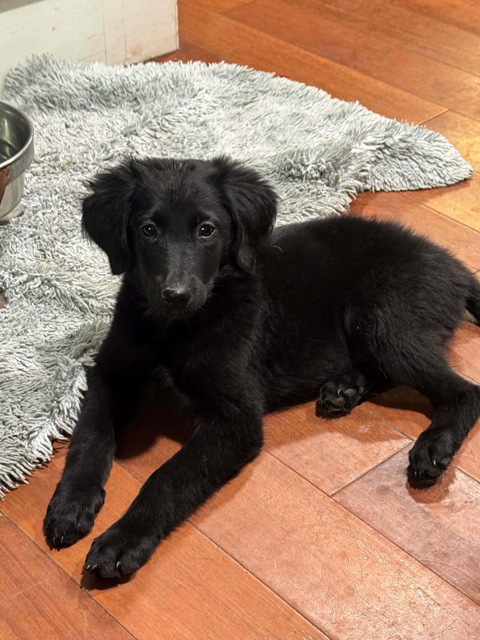 Enlarge Riva, a Adoptable Border Collie in Wurtsboro, NY image 2/5