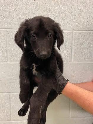 Enlarge Riva, a Adoptable Border Collie in Wurtsboro, NY image 3/5
