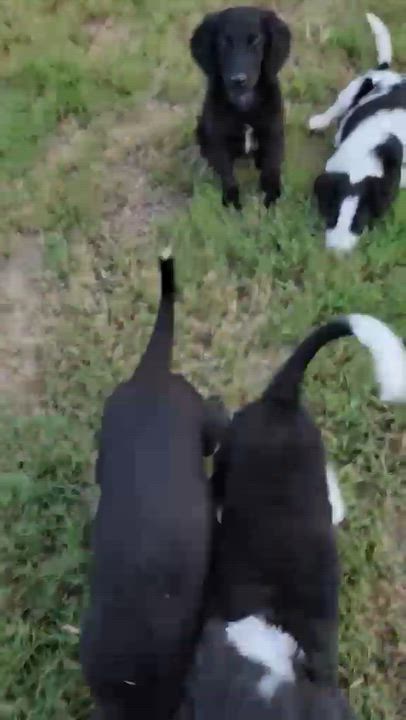 Enlarge Riva, a Adoptable Border Collie in Wurtsboro, NY video 4/5