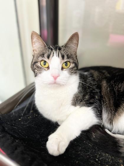 Bear - gentle little sweetheart!, a Adoptable Tabby in Oshkosh, WI image 4/6