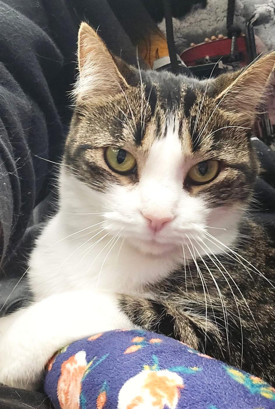 Bear - gentle little sweetheart!, a Adoptable Tabby in Oshkosh, WI image 1/6