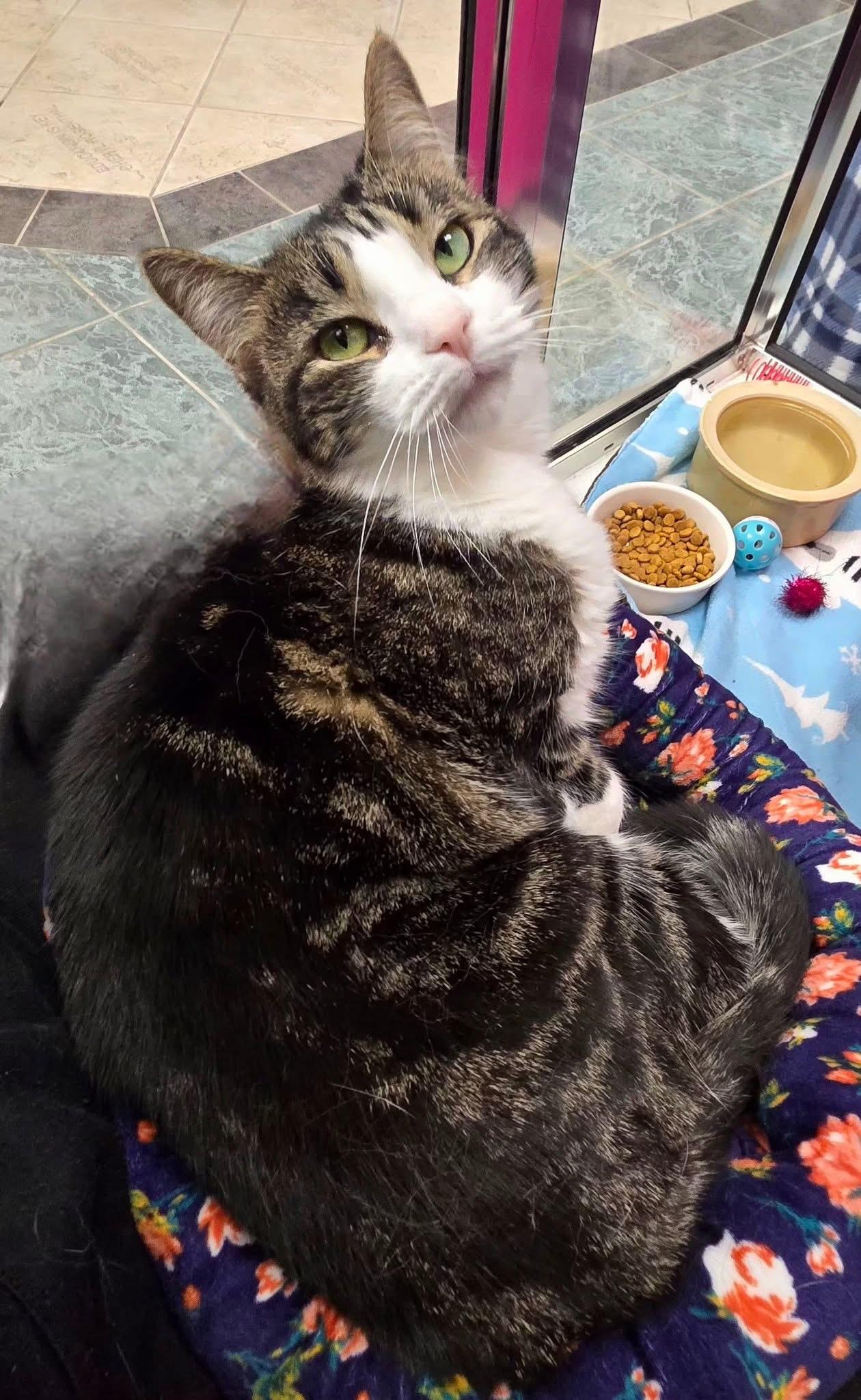 Bear - gentle little sweetheart!, a Adoptable Tabby in Oshkosh, WI image 5/6