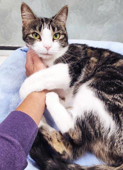 Bear - gentle little sweetheart!, a Adoptable Tabby in Oshkosh, WI image 6/6