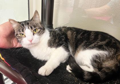 Bear - gentle little sweetheart!, a Adoptable Tabby in Oshkosh, WI image 3/6