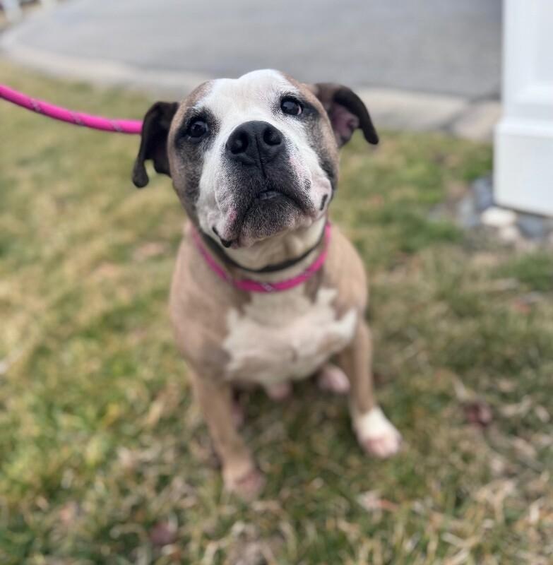 Zeus, Adoptable, Adult Male Boxer & Mixed Breed.