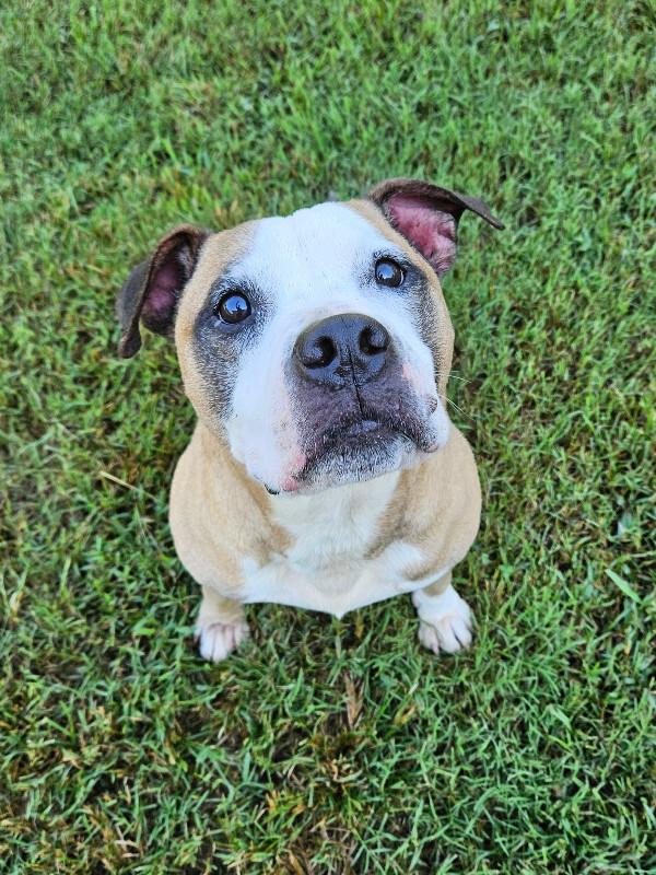 Enlarge Zeus, a Adoptable mixed breed in Disputanta, VA image 2/4