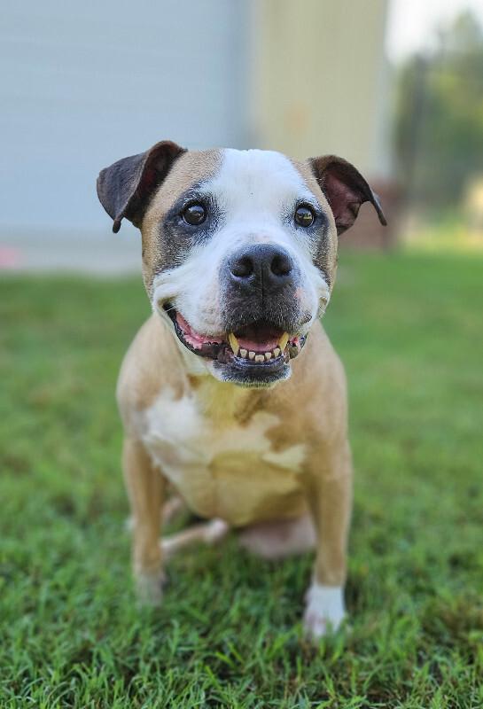 Enlarge Zeus, a Adoptable mixed breed in Disputanta, VA image 3/4