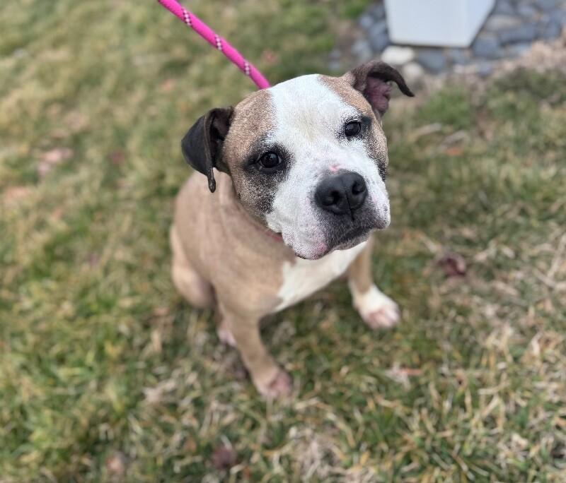 Enlarge Zeus, a Adoptable mixed breed in Disputanta, VA image 2/2