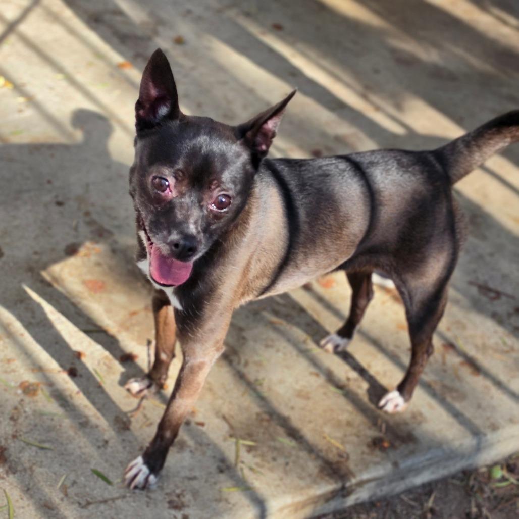 Tija - City of Industry, Adoptable, Senior Female Terrier & Chihuahua.