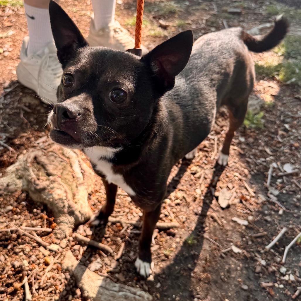 Enlarge Tija - City of Industry, a Adoptable mixed breed in Chino Hills, CA image 2/6