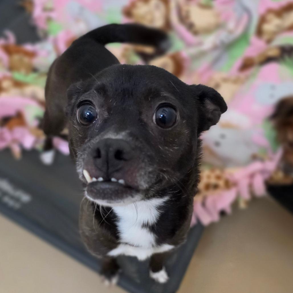 Enlarge Tija - City of Industry, a Adoptable mixed breed in Chino Hills, CA image 4/6