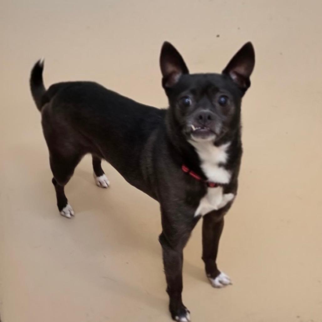 Enlarge Tija - City of Industry, a Adoptable mixed breed in Chino Hills, CA image 5/6