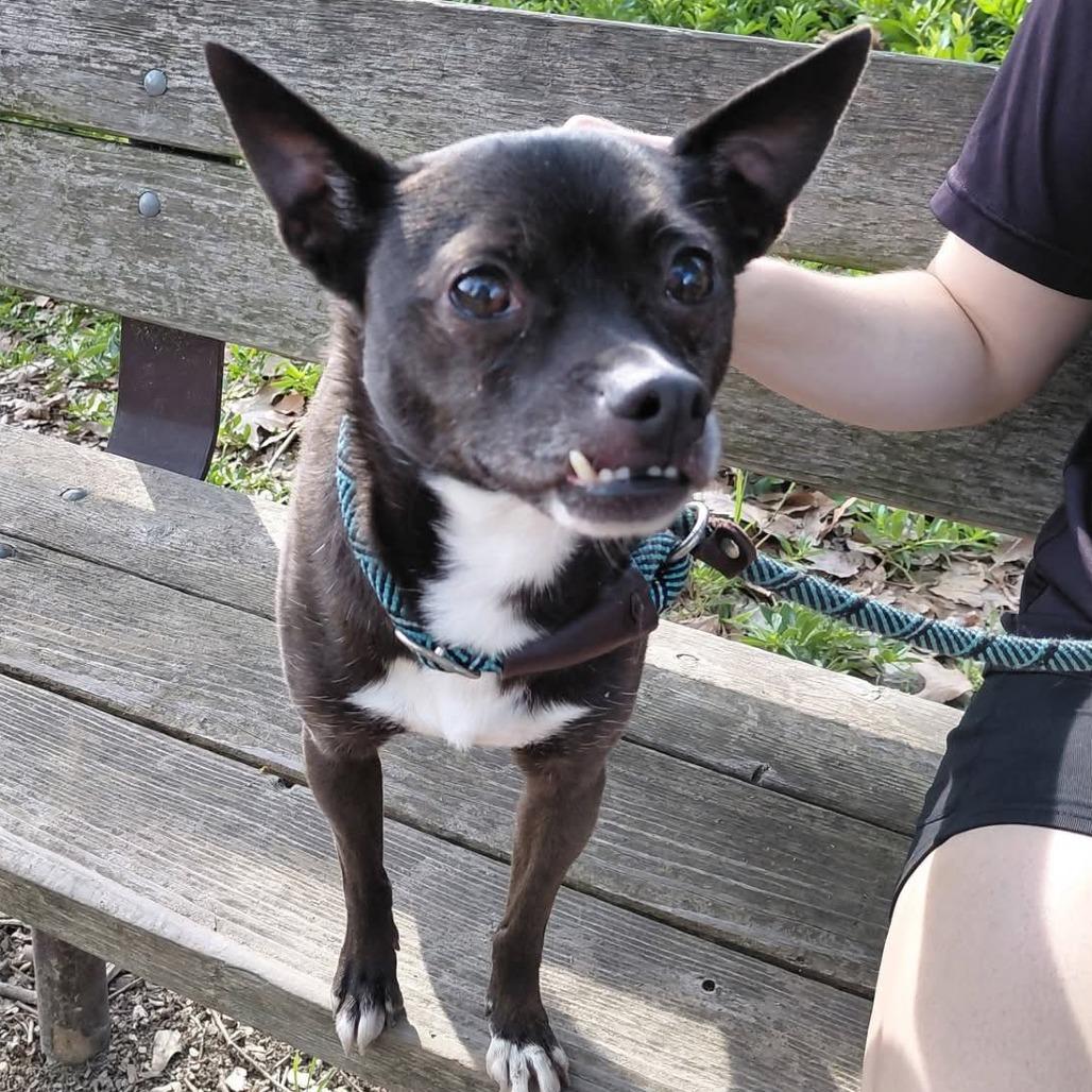 Enlarge Tija - City of Industry, a Adoptable mixed breed in Chino Hills, CA image 6/6