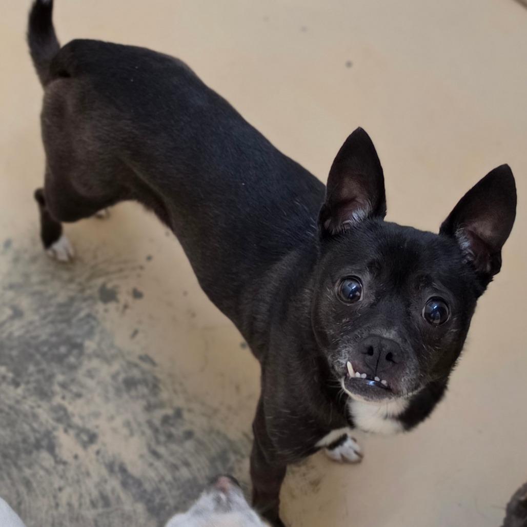 Enlarge Tija - City of Industry Location, a Adoptable mixed breed in Chino Hills, CA image 6/6