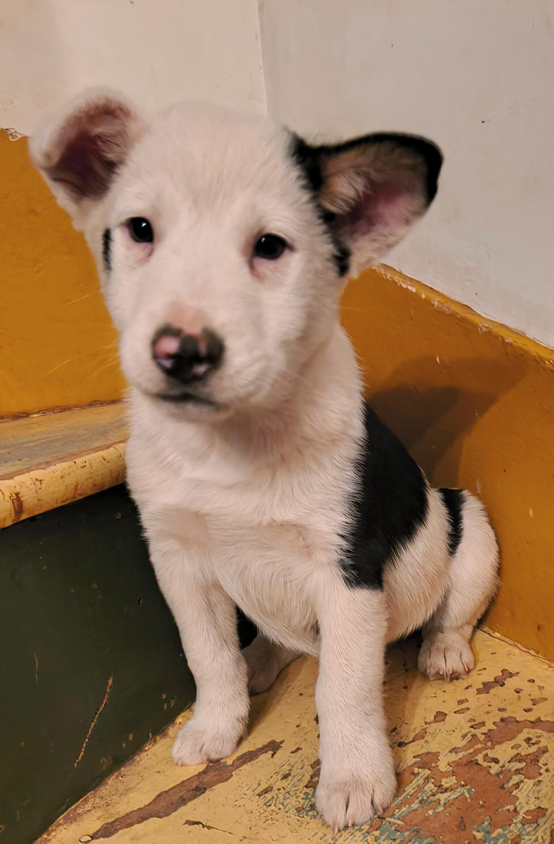 Floyd, adopted, Puppy Male Australian Cattle Dog / Blue Heeler.