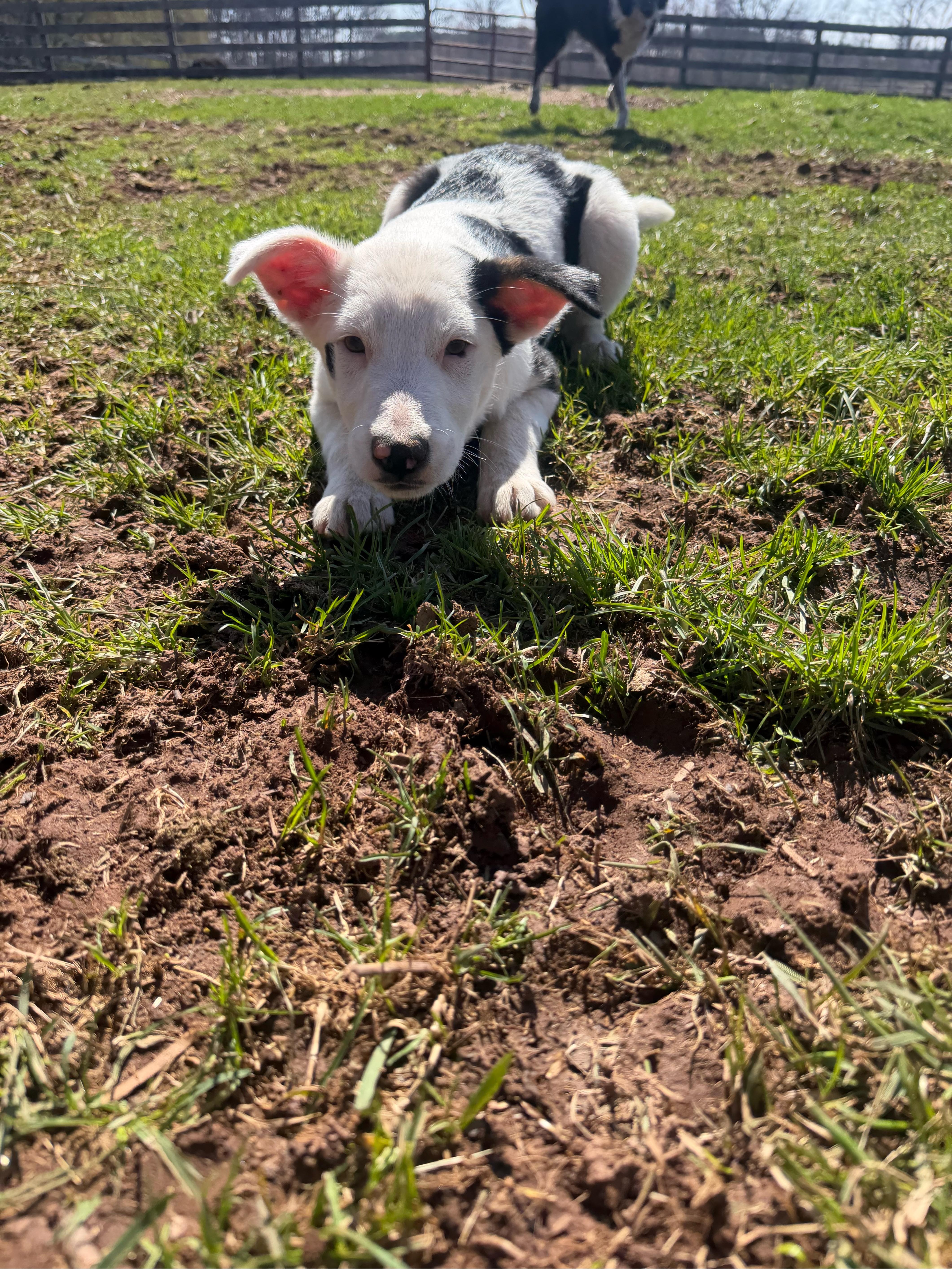 Enlarge Floyd, an adoptable mixed breed in Philadelphia, PA image 5/5