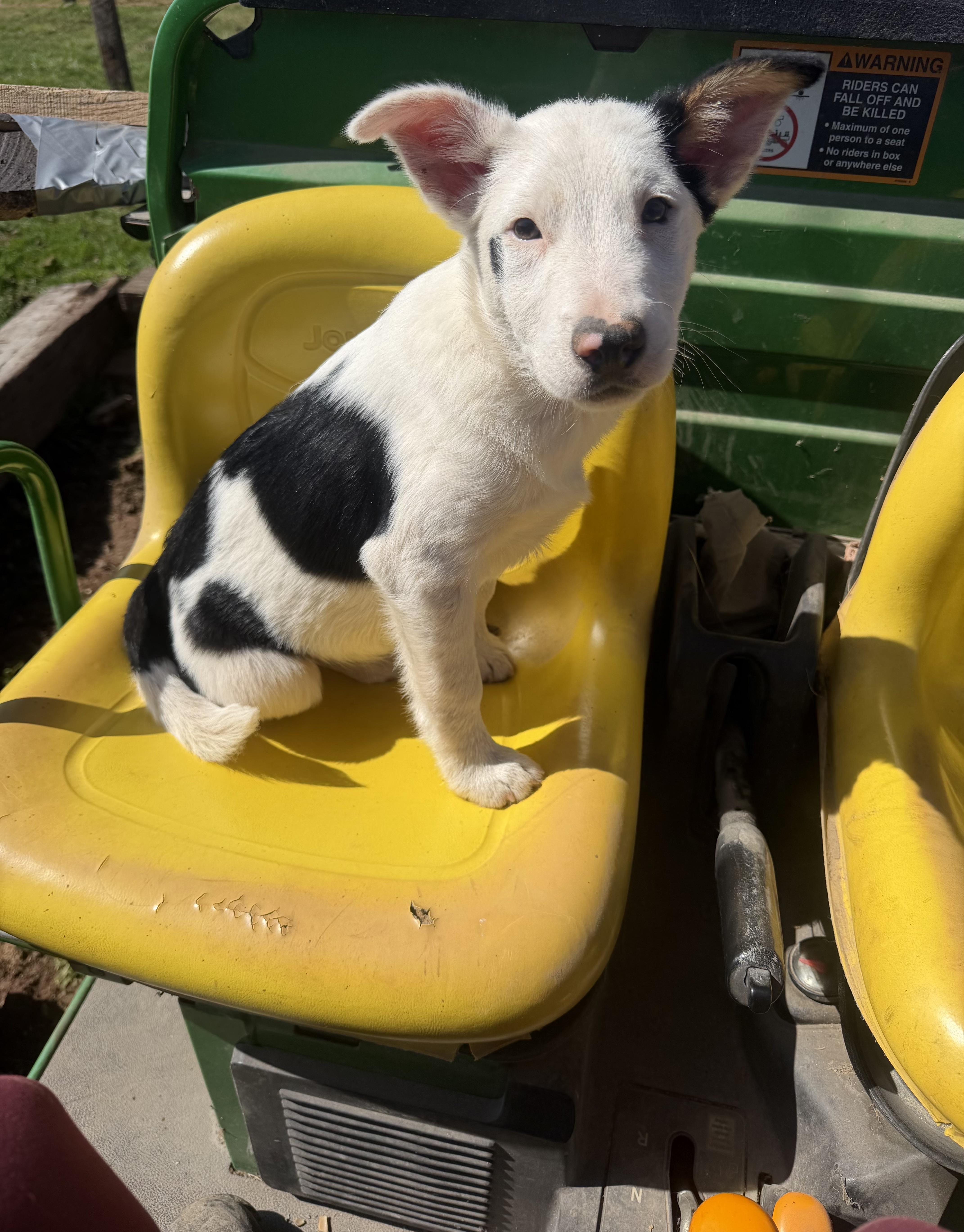 Floyd, adoptable, Puppy Male Australian Cattle Dog / Blue Heeler.