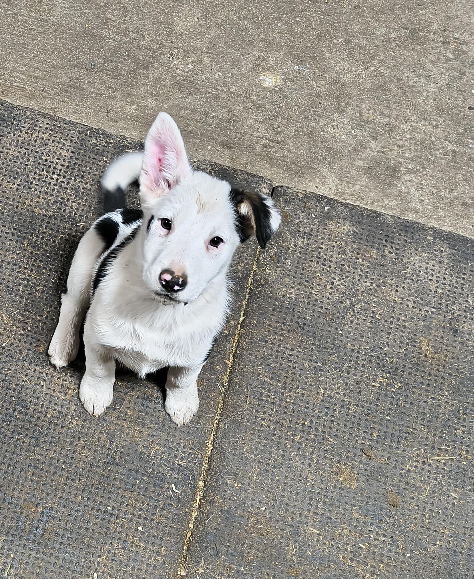 Enlarge Floyd, an adoptable mixed breed in Philadelphia, PA image 4/5