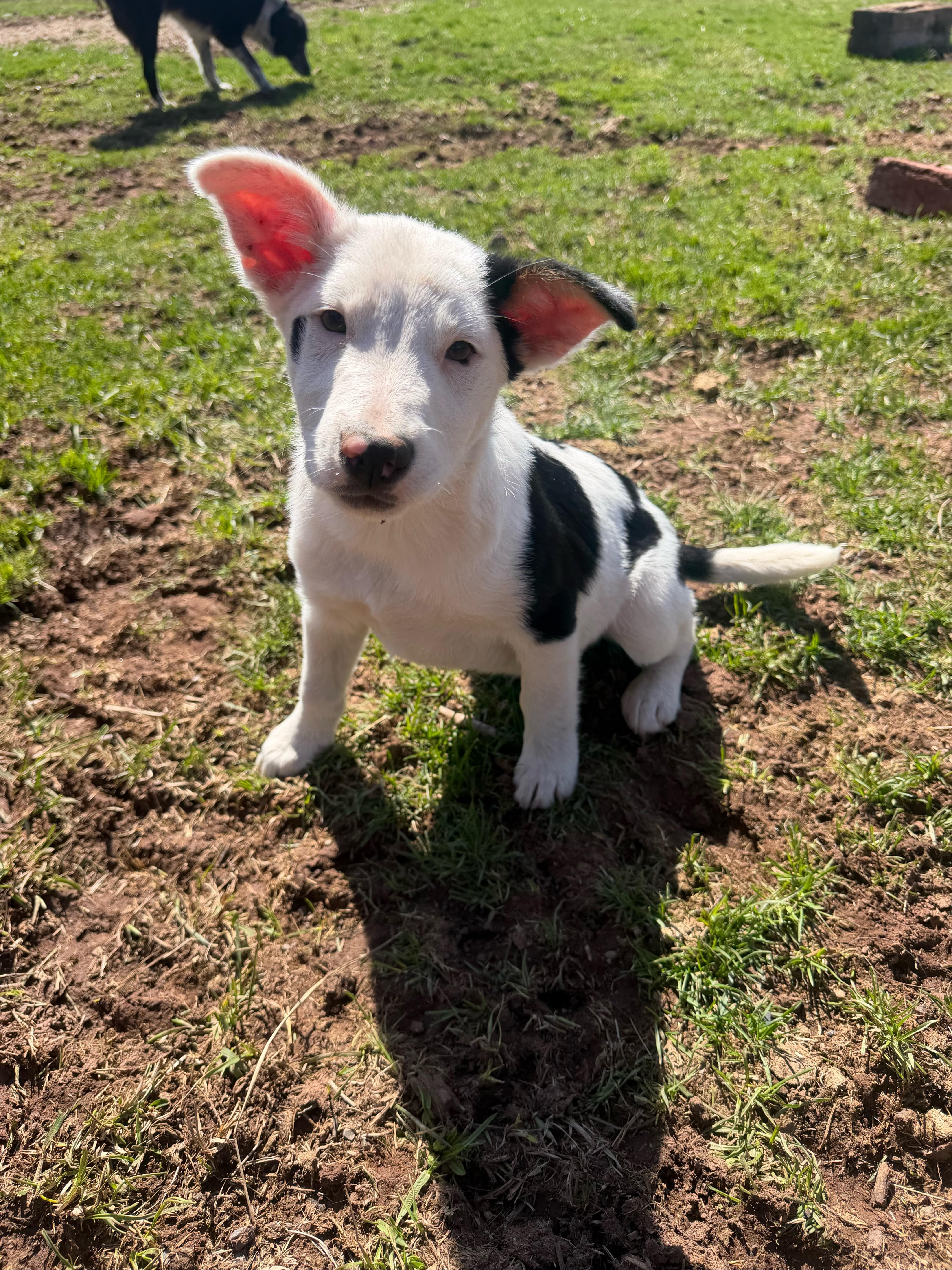 Enlarge Floyd, an adoptable mixed breed in Philadelphia, PA image 3/5
