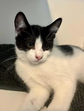 Fred, ADOPTABLE, Kitten Male Domestic Short Hair.