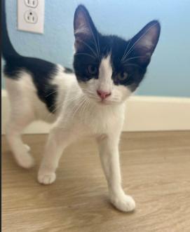 Enlarge Fred, a ADOPTABLE mixed breed in Escondido, CA image 2/3