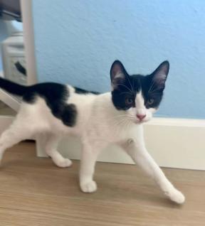 Enlarge Fred, a ADOPTABLE mixed breed in Escondido, CA image 3/3