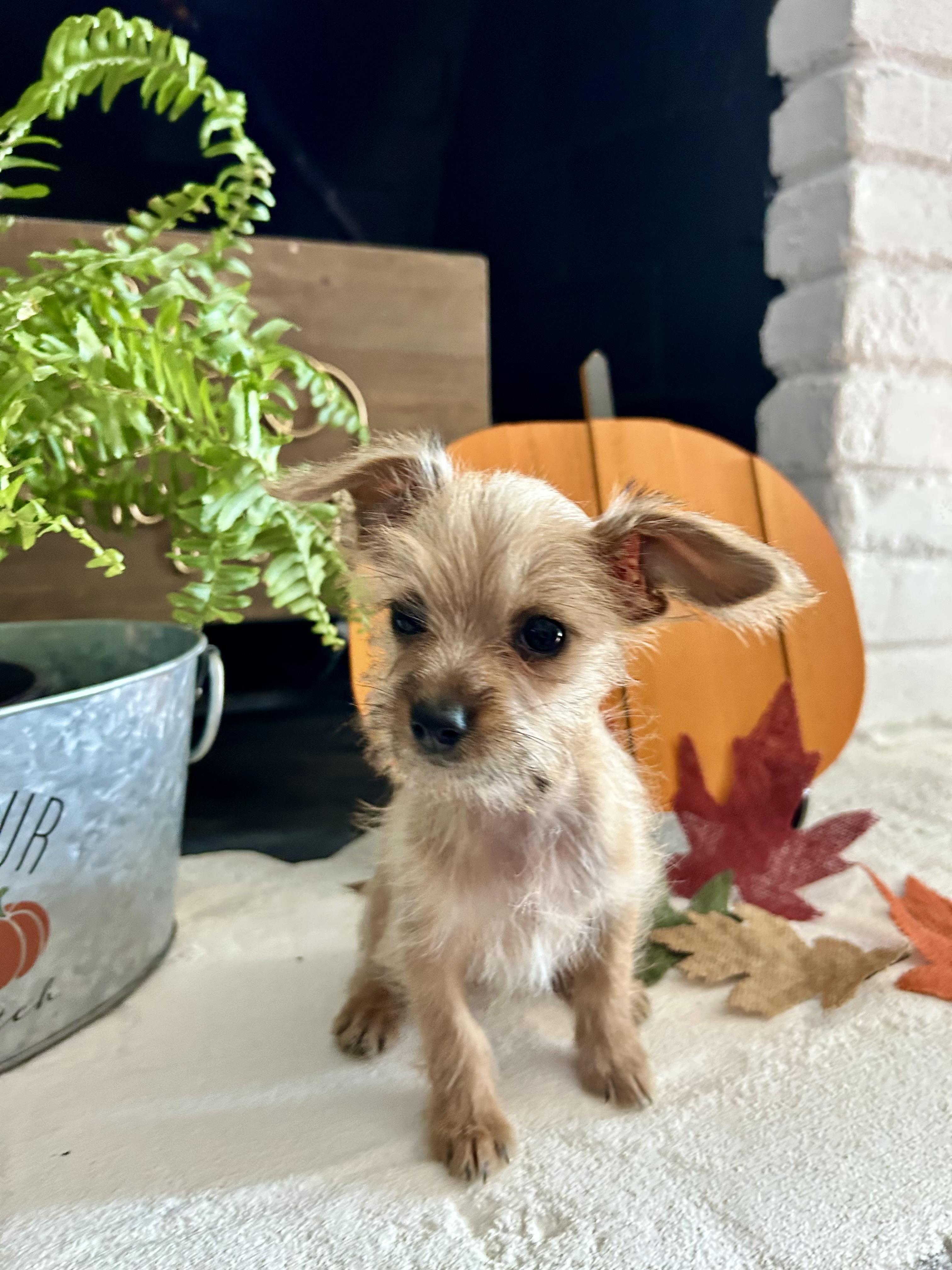 Lincoln, a Adoptable mixed breed in Sunset Beach , CA image 5/5