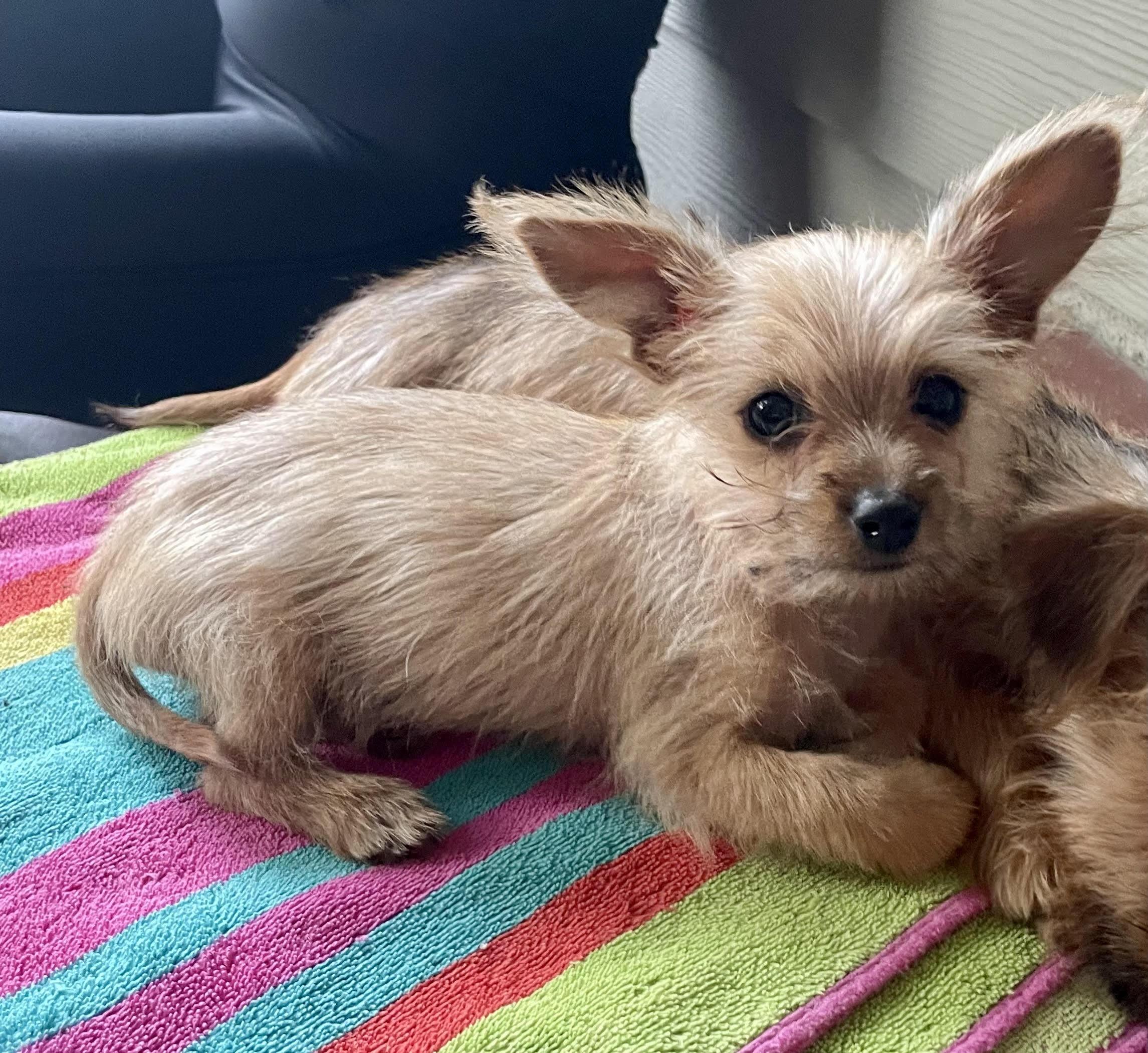 Lincoln, a Adoptable mixed breed in Sunset Beach , CA image 1/5
