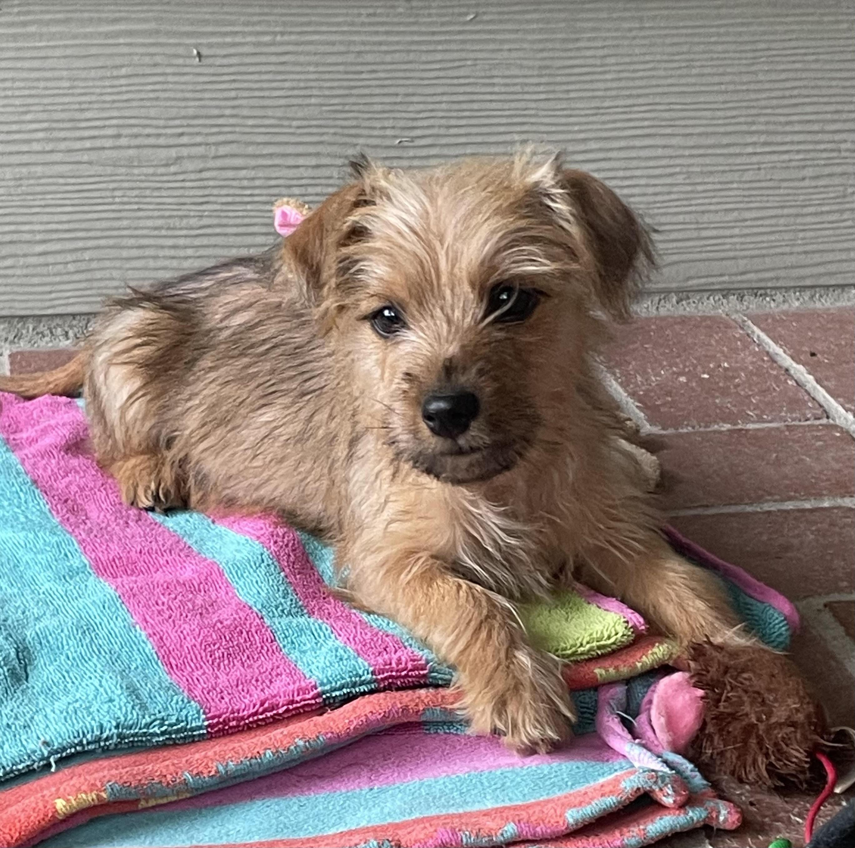 Lincoln, a Adoptable mixed breed in Sunset Beach , CA image 4/5