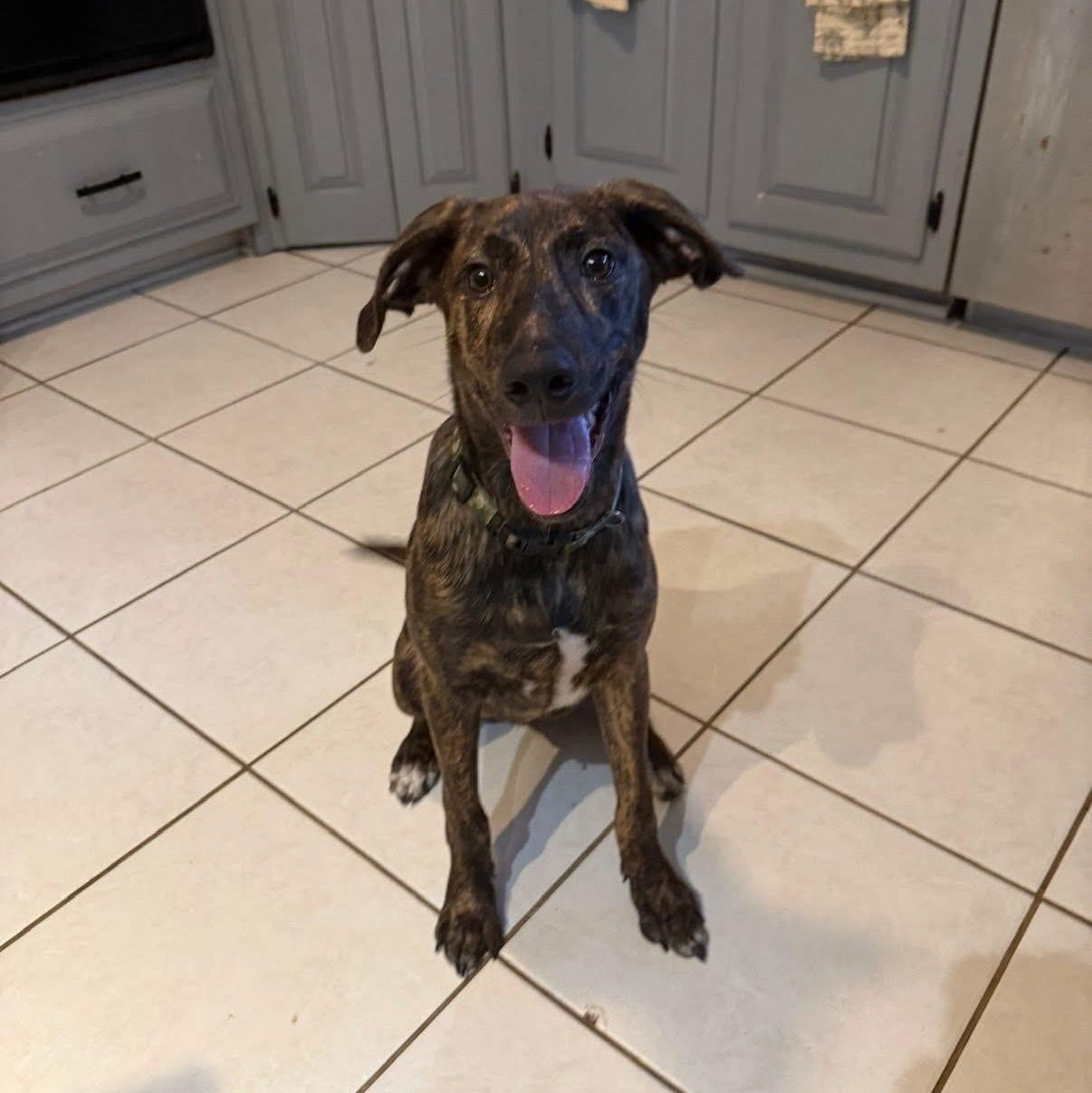 Enlarge Bayou, a ADOPTABLE mixed breed in Walker, LA image 1/2