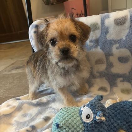 Cowboy, a Adoptable Terrier in Houston, TX image 1/5