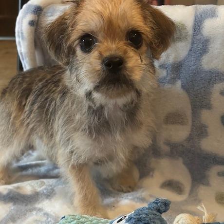 Cowboy, a Adoptable Terrier in Houston, TX image 2/5