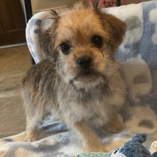 Cowboy, a Adoptable Terrier in Houston, TX image 3/5