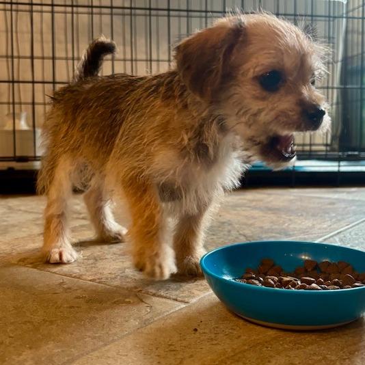 Cowboy, a Adoptable Terrier in Houston, TX image 4/5