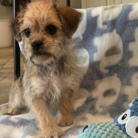 Cowboy, a Adoptable Terrier in Houston, TX image 5/5